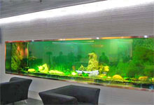 定做生態(tài)魚(yú)缸